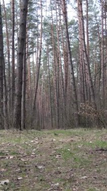 Güzel orman manzarasının dikey videosu