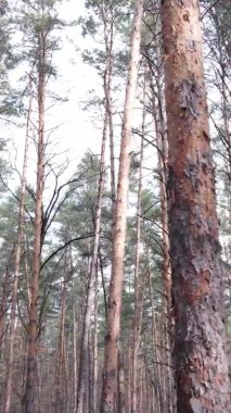 Güzel orman manzarasının dikey videosu