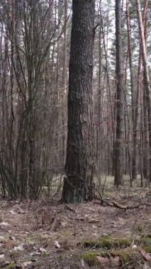 Güzel orman manzarasının dikey videosu