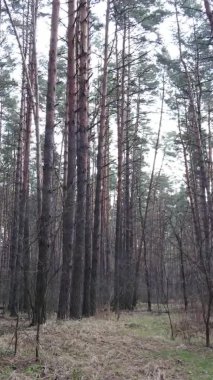 Güzel orman manzarasının dikey videosu