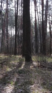 Güzel orman manzarasının dikey videosu