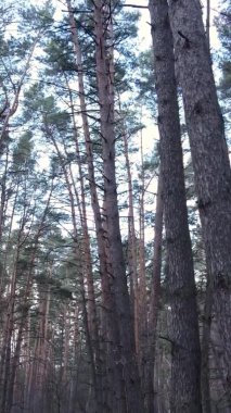 Güzel orman manzarasının dikey videosu