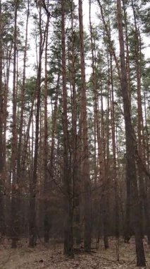 Güzel orman manzarasının dikey videosu