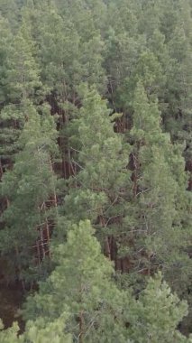 Güzel orman manzarasının dikey videosu