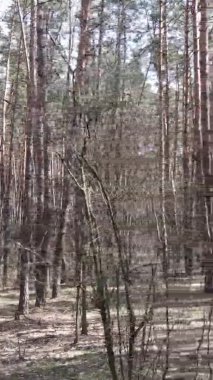 Güzel orman manzarasının dikey videosu