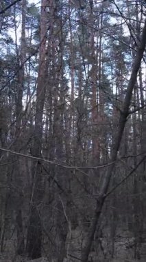 Güzel orman manzarasının dikey videosu