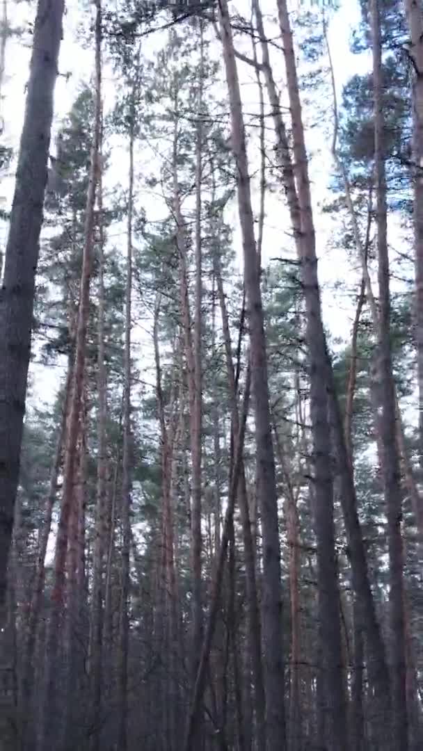 Vídeo vertical de hermoso paisaje forestal — Vídeos de Stock