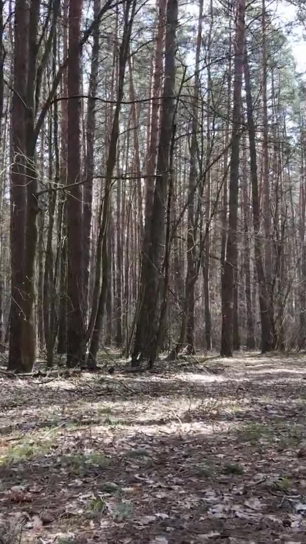 Vídeo vertical de hermoso paisaje forestal — Vídeo de stock