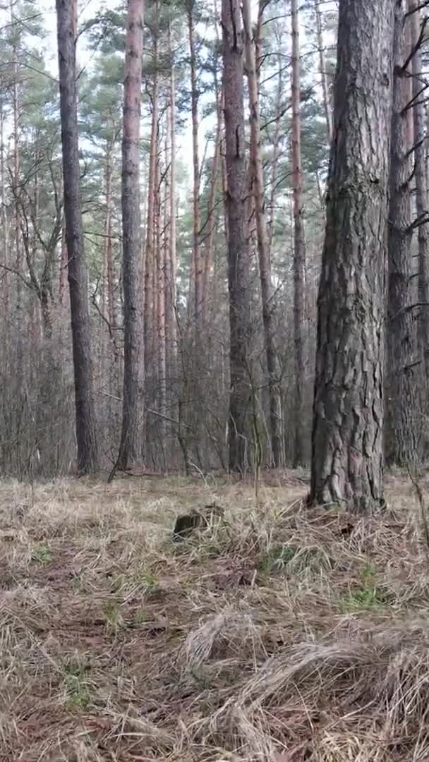 Vidéo verticale de beau paysage forestier