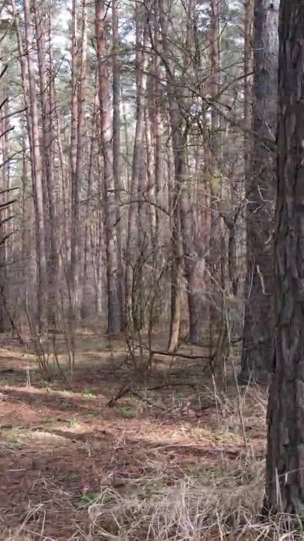 Vertical video of beautiful forest landscape — Stock Video