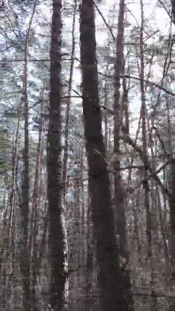 Vertikales Video von schöner Waldlandschaft — Stockvideo
