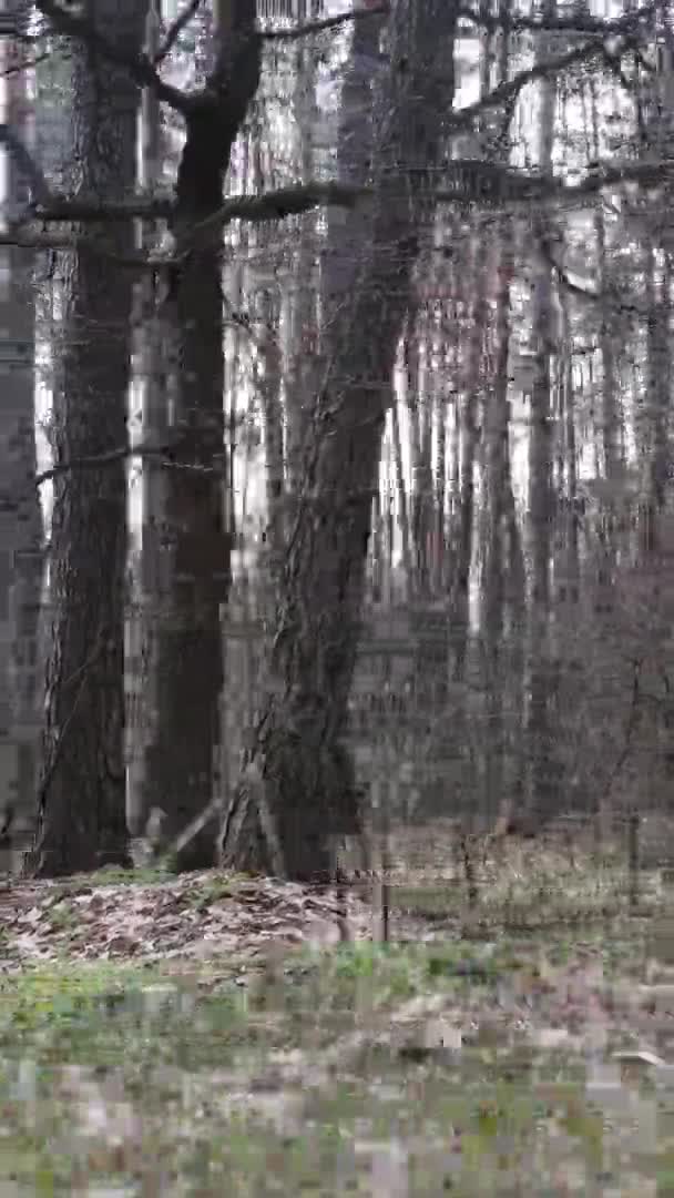 Vidéo verticale de beau paysage forestier — Video