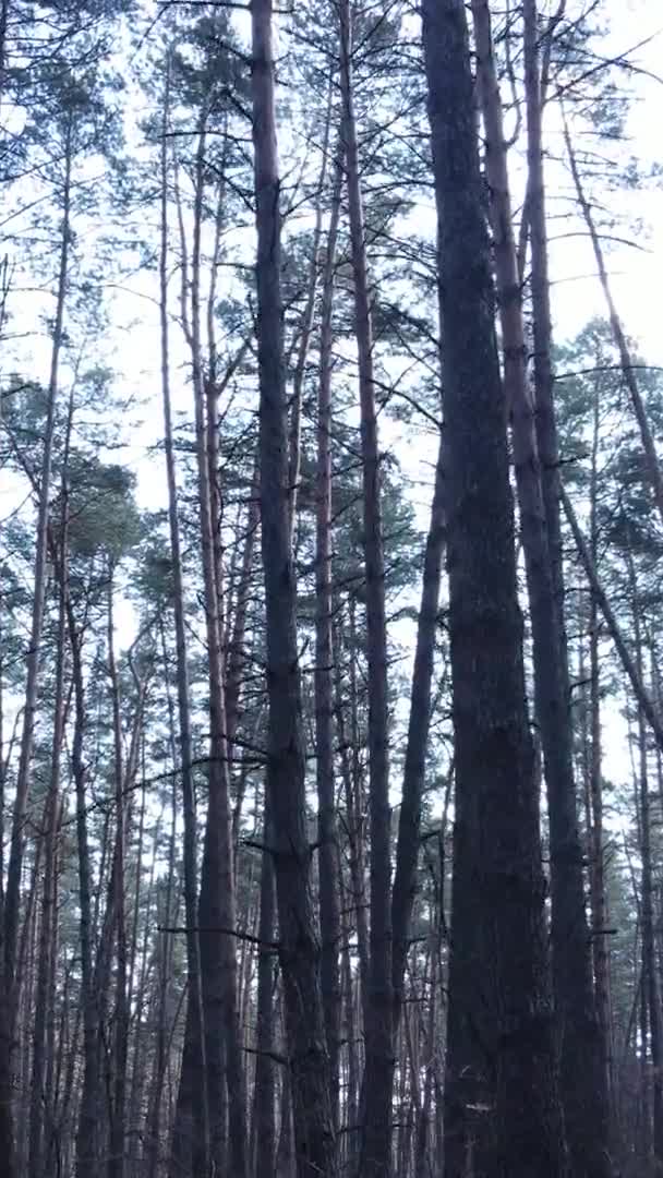 Vertikal video av vackra skogslandskap — Stockvideo