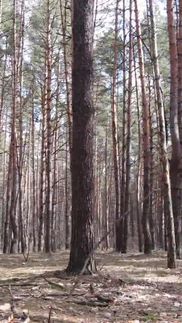 Video vertikal pemandangan hutan yang indah — Stok Video