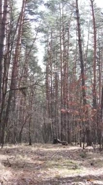 Güzel orman manzarasının dikey videosu