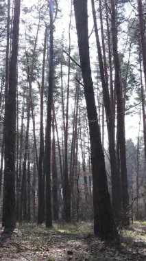 Güzel orman manzarasının dikey videosu