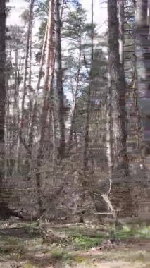 Güzel orman manzarasının dikey videosu