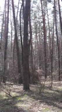 Güzel orman manzarasının dikey videosu