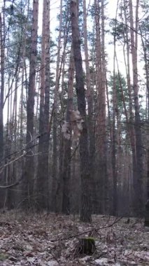 Güzel orman manzarasının dikey videosu