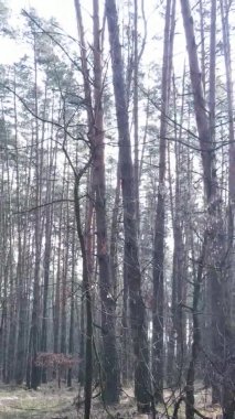 Güzel orman manzarasının dikey videosu