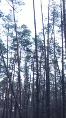 Güzel orman manzarasının dikey videosu