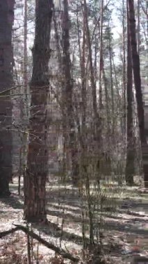 Güzel orman manzarasının dikey videosu