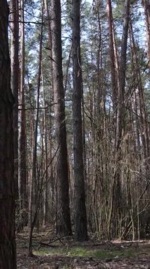 Güzel orman manzarasının dikey videosu