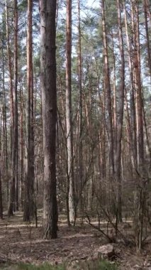 Güzel orman manzarasının dikey videosu