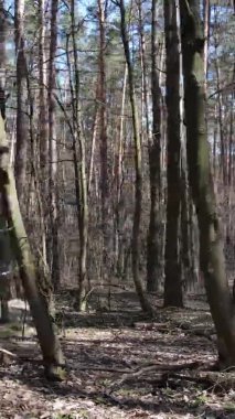 Güzel orman manzarasının dikey videosu