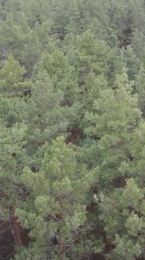 Güzel orman manzarasının dikey videosu