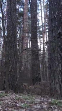 Güzel orman manzarasının dikey videosu