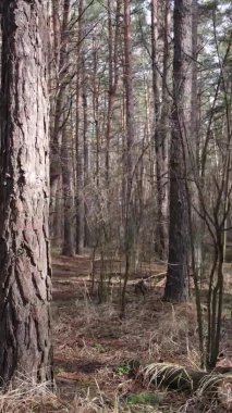 Güzel orman manzarasının dikey videosu