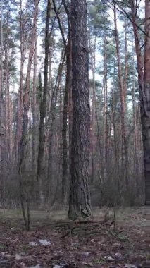 Güzel orman manzarasının dikey videosu