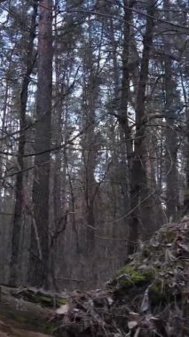 Güzel orman manzarasının dikey videosu