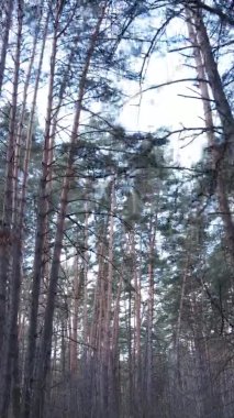 Güzel orman manzarasının dikey videosu