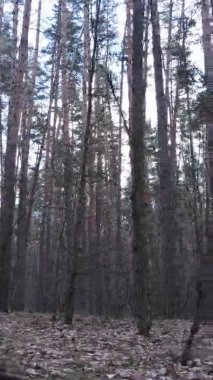 Güzel orman manzarasının dikey videosu