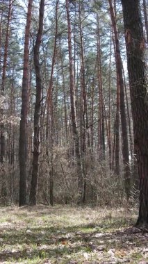 Güzel orman manzarasının dikey videosu