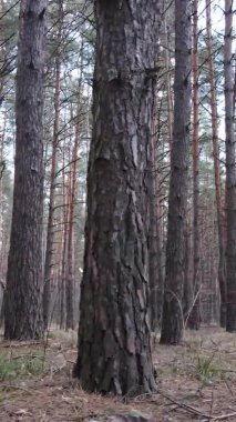 Güzel orman manzarasının dikey videosu