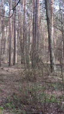 Güzel orman manzarasının dikey videosu