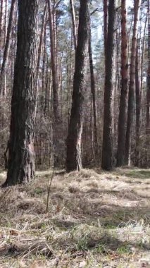 Güzel orman manzarasının dikey videosu