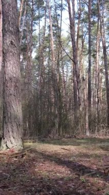 Güzel orman manzarasının dikey videosu