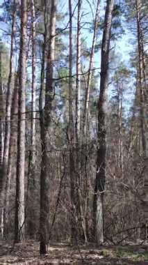 Güzel orman manzarasının dikey videosu