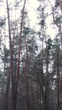 Güzel orman manzarasının dikey videosu