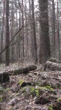 Güzel orman manzarasının dikey videosu