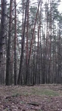 Güzel orman manzarasının dikey videosu