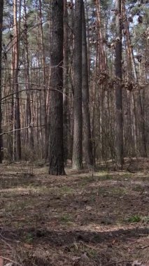 Güzel orman manzarasının dikey videosu