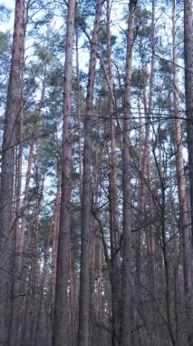 Güzel orman manzarasının dikey videosu