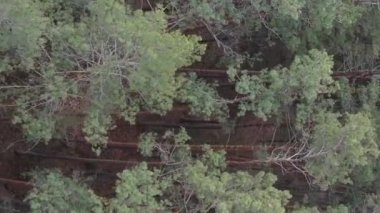 Güzel orman manzarasının dikey videosu