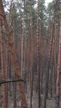 Güzel orman manzarasının dikey videosu