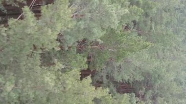 Güzel orman manzarasının dikey videosu